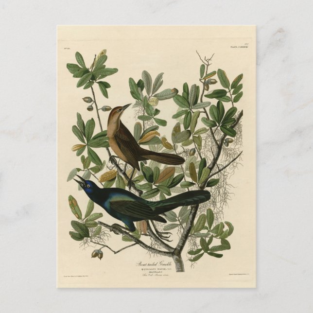 Boat-tailed Grackle - Audubon's Birds of America  Postcard (Front)