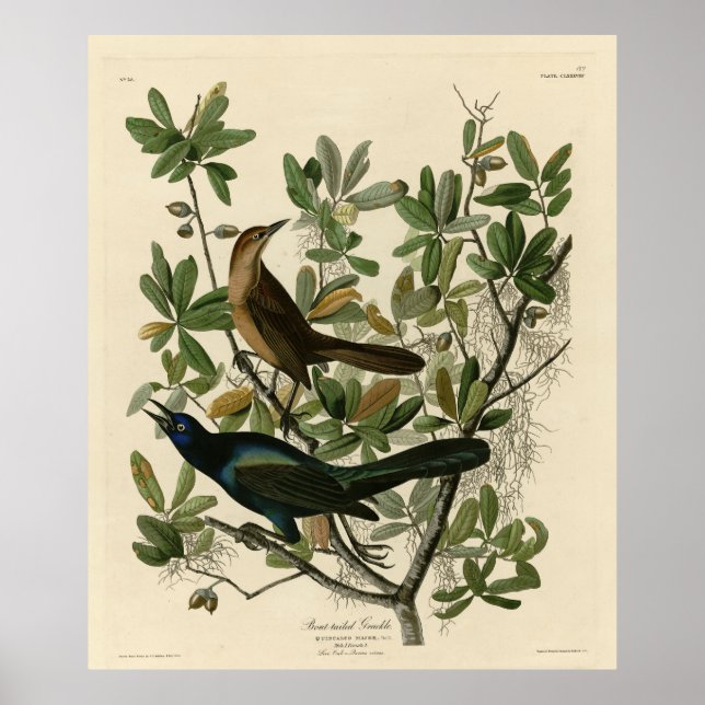 Boat-tailed Grackle - Audubon's Birds of America  Poster (Front)
