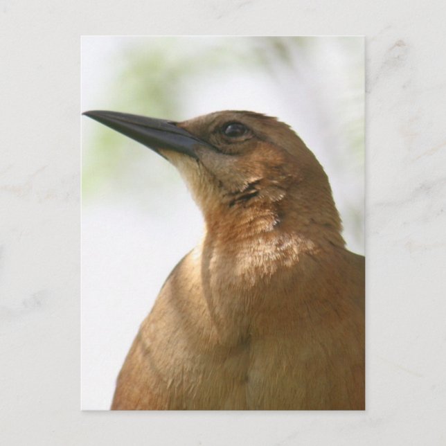 Boat Tailed Grackle Bird Photo Postcard (Front)