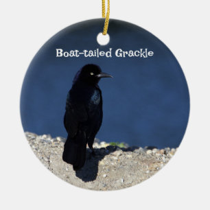 Boat-tailed Grackle Ornament 