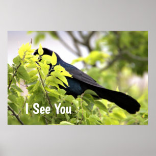 Boat-tailed Grackle Poster