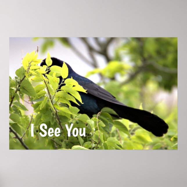 Boat-tailed Grackle Poster (Front)