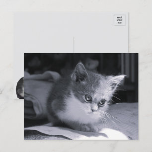 Bob in Thought - Black & White Cat Postcard