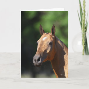 Bob Langrish   Akhal Teke Headshot Card