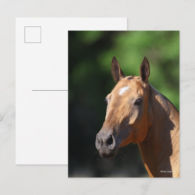 Bob Langrish | Akhal Teke Headshot Postcard (Front/Back)