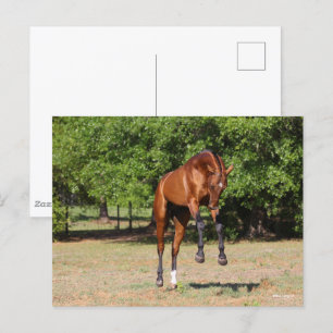 Bob Langrish   Akhal Teke Stallion Leaping Postcard