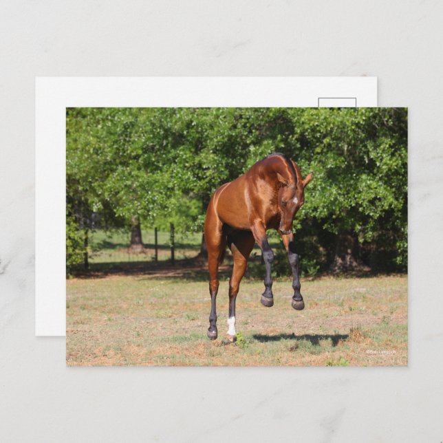 Bob Langrish | Akhal Teke Stallion Leaping Postcard (Front/Back)