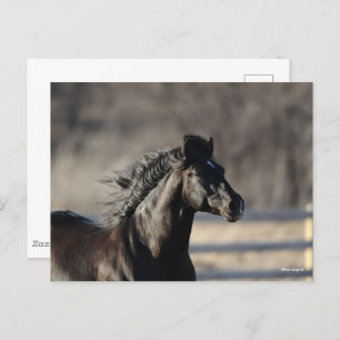 Bob Langrish   Andalucian Headshot Mane Flowing Postcard