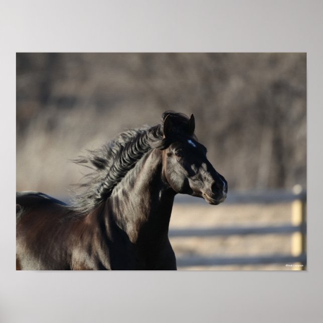 Bob Langrish | Andalucian Headshot Mane Flowing Poster (Front)