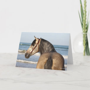 Bob Langrish   Andalucian Stallion Headshot Sea Card