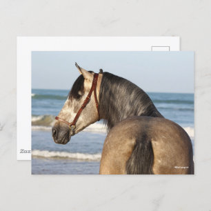 Bob Langrish Andalucian Stallion Headshot Sea Postcard