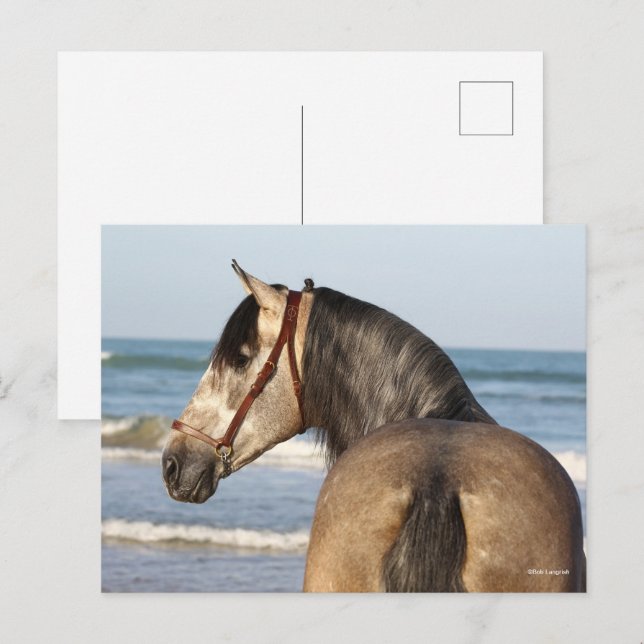 Bob Langrish | Andalucian Stallion Headshot Sea Postcard (Front/Back)