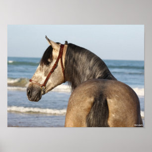 Bob Langrish   Andalucian Stallion Headshot Sea Poster