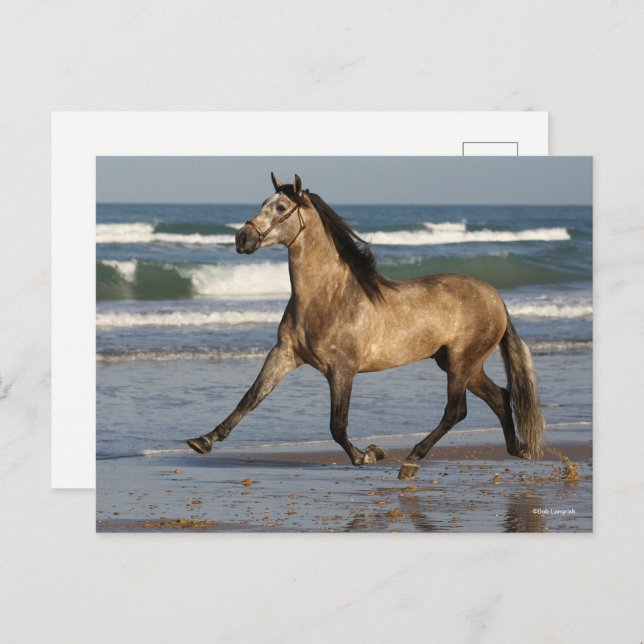 Bob Langrish Andalucian Stallion Running On Beach Postcard (Front/Back)