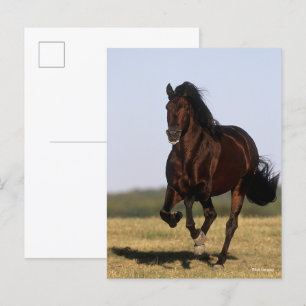 Bob Langrish   Andalucian Stallion Running Postcard