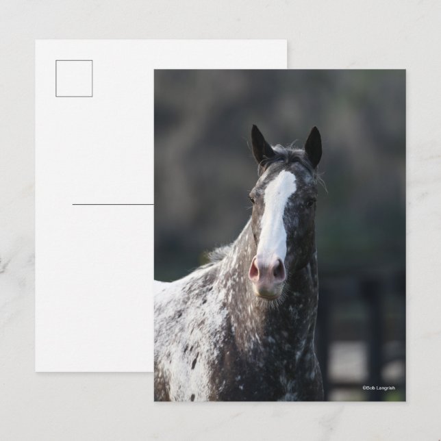 Bob Langrish | Appaloosa Headshot Postcard (Front/Back)