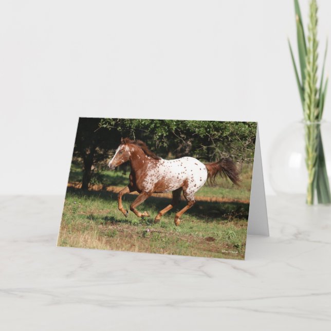 Bob Langrish | Appaloosa Horse Running Card (Front)
