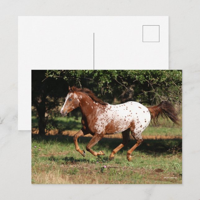 Bob Langrish | Appaloosa Horse Running Postcard (Front/Back)