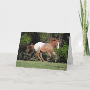 Bob Langrish   Appaloosa Running Card