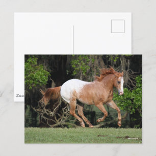 Bob Langrish   Appaloosa Running Postcard
