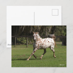 Bob Langrish   Appaloosa Running Postcard