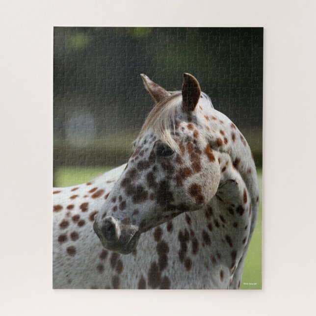 Bob Langrish | Appaloosa Standing Headshot Jigsaw Puzzle (Vertical)