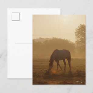 Bob Langrish   Arab Grazing At Sunset Postcard