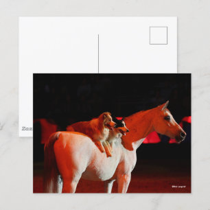 Bob Langrish   Arab Horse Standing With Dogs Postcard