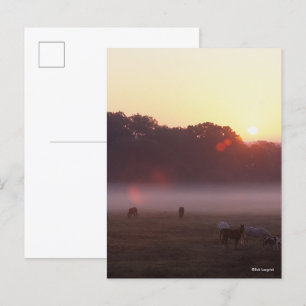 Bob Langrish   Arab Horses Grazing at Sunrise Postcard