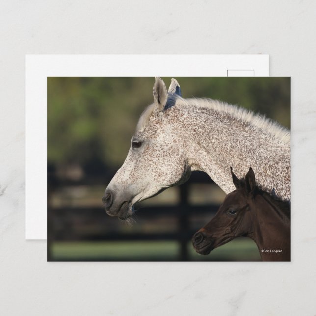 Bob Langrish | Arab Mare and Foal Headshot Postcard (Front/Back)