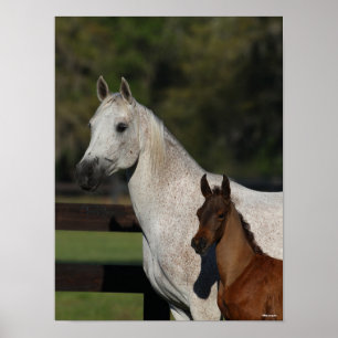 Bob Langrish   Arab Mare and Foal headshot Poster