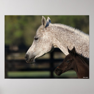 Bob Langrish Arab Mare and Foal Headshot Poster