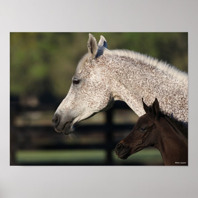 Bob Langrish | Arab Mare and Foal Headshot Poster (Front)