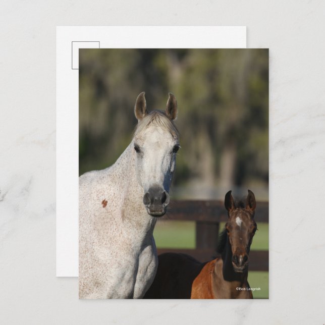 Bob Langrish Arab Mare and Foal Standing Headshot Postcard (Front/Back)