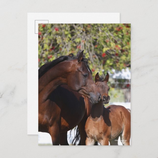 Bob Langrish | Arab Mare and Foal Standing Postcard (Front/Back)