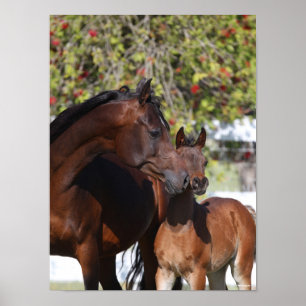 Bob Langrish   Arab Mare and Foal Standing Poster