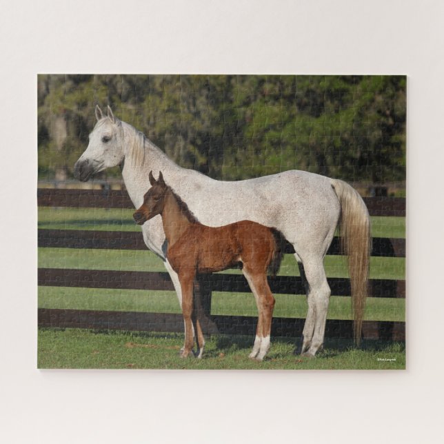 Bob Langrish Arab Mare and Foal Standing Together Jigsaw Puzzle (Horizontal)