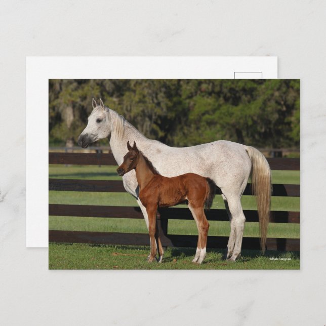 Bob Langrish Arab Mare and Foal Standing Together Postcard (Front/Back)