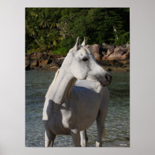 Bob Langrish Arab Mare Standing In Water Headshot Poster