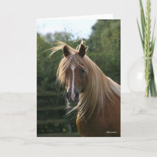 Bob Langrish   Arab Stallion Headshot Card