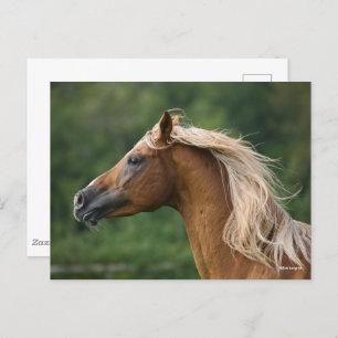 Bob Langrish Arab Stallion headshot Mane Flowing Postcard