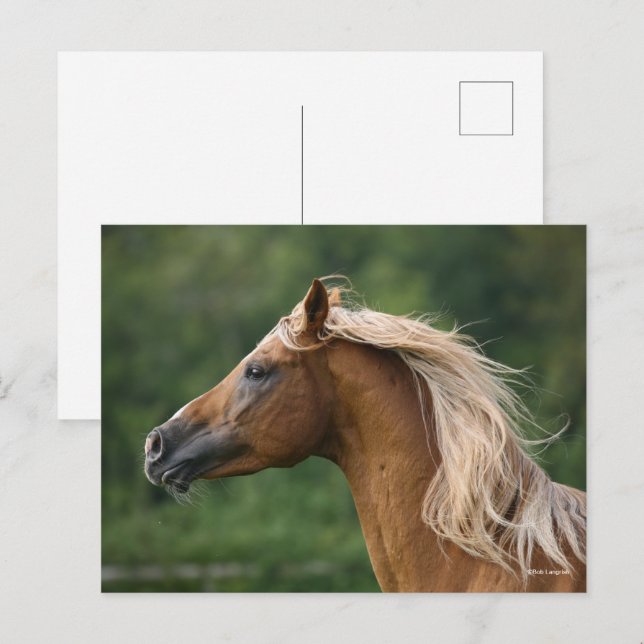 Bob Langrish | Arab Stallion headshot Mane Flowing Postcard (Front/Back)