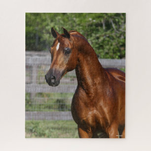 Bob Langrish Arab Stallion Standing headshot Jigsaw Puzzle