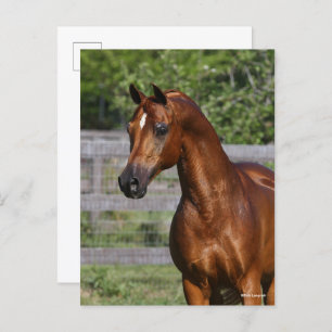 Bob Langrish Arab Stallion Standing headshot Postcard