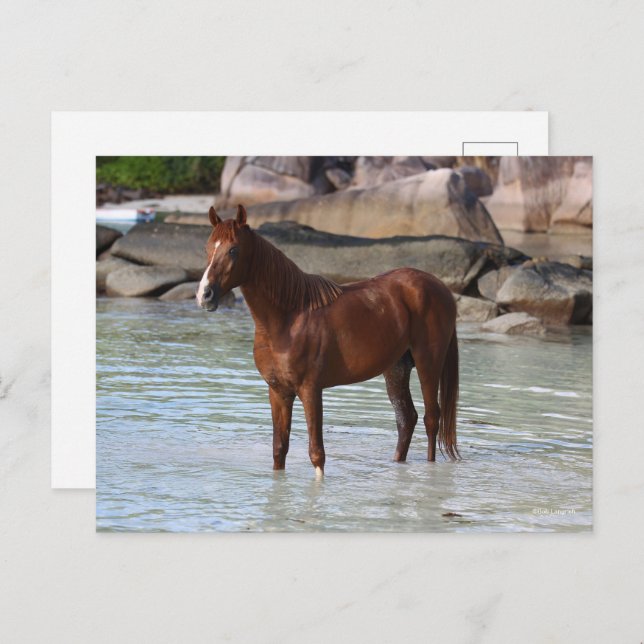Bob Langrish | Arab Stallion Standing In Water Postcard (Front/Back)