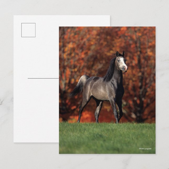 Bob Langrish | Arab Standing Autumn Background Postcard (Front/Back)
