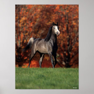 Bob Langrish   Arab Standing Autumn Background Poster