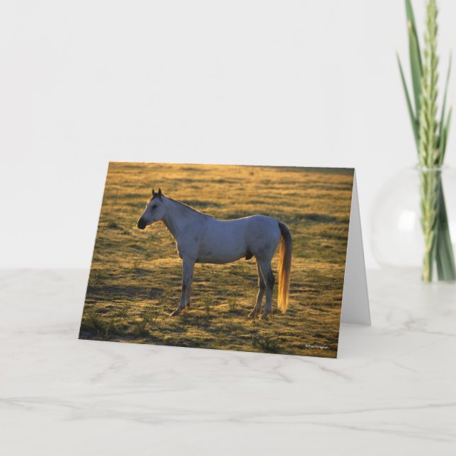 Bob Langrish | Arab Standing Backlit Card (Front)