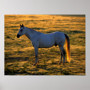 Bob Langrish   Arab Standing Backlit Poster