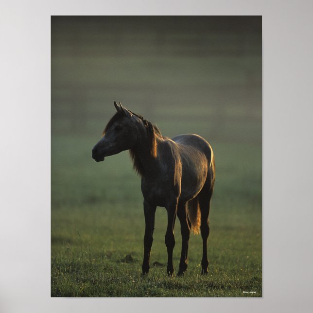 Bob Langrish | Arab Standing In Mist Backlit Poster (Front)